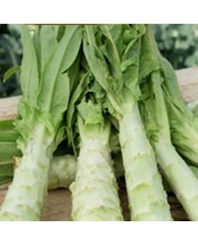 Laitue asperge celtuce