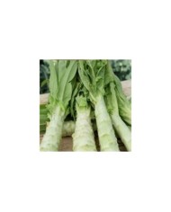 Laitue asperge celtuce