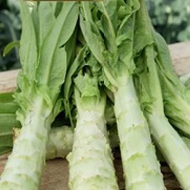 Laitue asperge celtuce