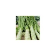 Laitue asperge celtuce