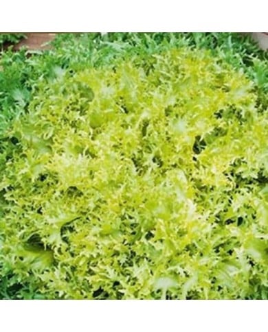 Chicorée frisée Minerva