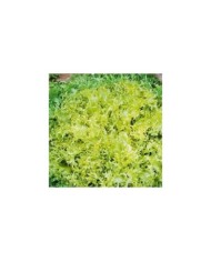 Chicorée frisée Minerva