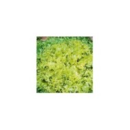 Chicorée frisée Minerva