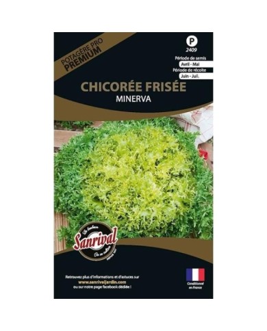 Chicorée frisée Minerva (sachet)
