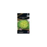 Chicorée frisée Minerva (sachet)