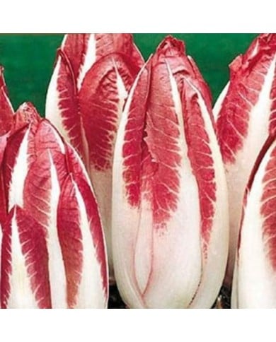Endive rouge festive F1
