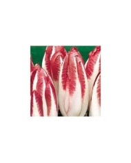 Endive rouge festive F1