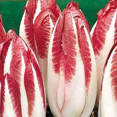 Endive rouge festive F1