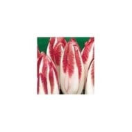 Endive rouge festive F1