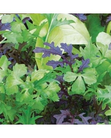 Mélange de pousses de salade brillantes et épciées