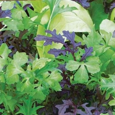 Mélange de pousses de salade brillantes et épciées