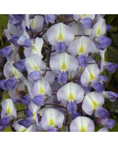 Glycine de formose