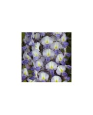 Glycine de formose