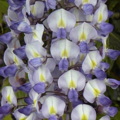 Glycine de formose