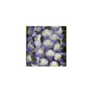 Glycine de formose