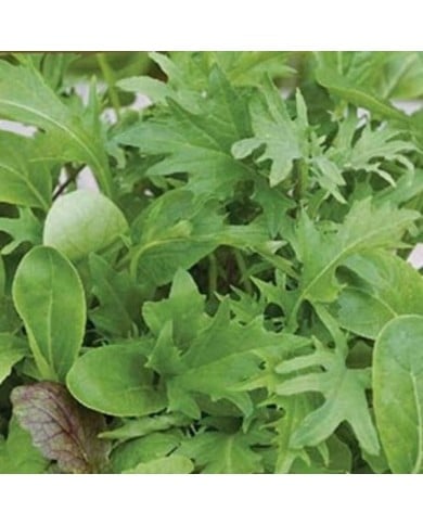 Mélange de pousses de salade coupe et repousse