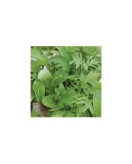 Mélange de pousses de salade coupe et repousse