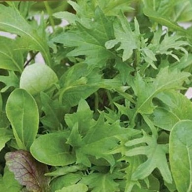 Mélange de pousses de salade coupe et repousse