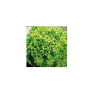 Laitue batavia Florine