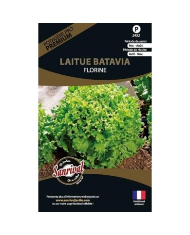 Laitue batavia Florine (sachet)
