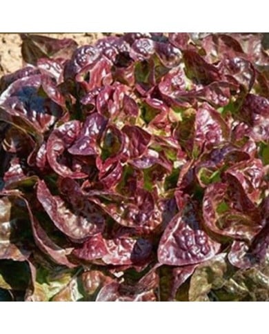 Laitue feuille de chêne rouge Saxo