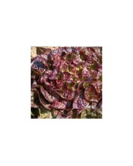 Laitue feuille de chêne rouge Saxo