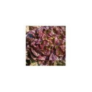 Laitue feuille de chêne rouge Saxo