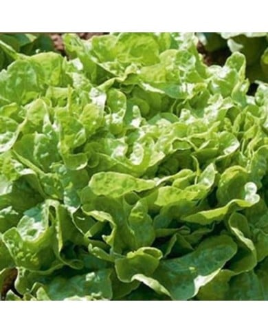 Laitue feuille de chêne verte Kyrio