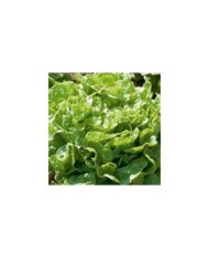 Laitue feuille de chêne verte Kyrio