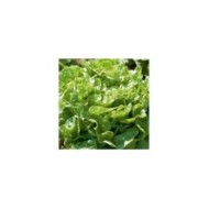 Laitue feuille de chêne verte Kyrio