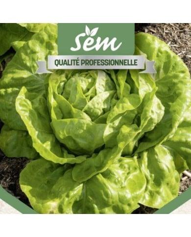 Laitue pommée Sagess - gros plan