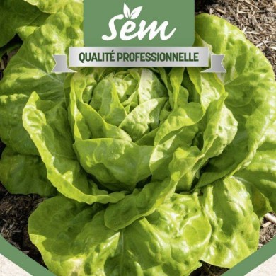 Laitue pommée Sagess - gros plan
