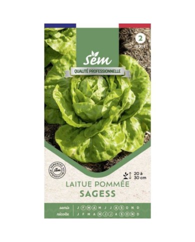 Laitue pommée Sagess - sachet de graines