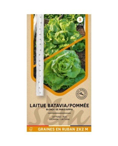 Laitue Batavia Blonde de Paris et Pommée Appia en rubans
