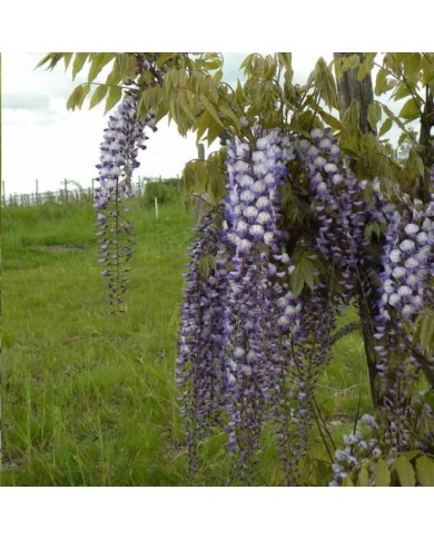 Glycine de formose