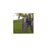 Glycine de formose
