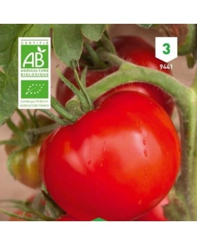 Tomate Ace 55 VF Bio