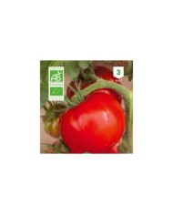 Tomate Ace 55 VF Bio
