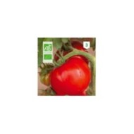Tomate Ace 55 VF Bio