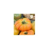 Tomate Ananas