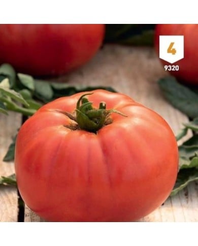 Tomate Brutus F1