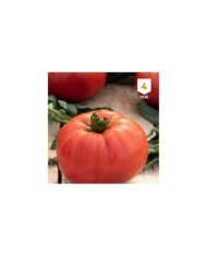 Tomate Brutus F1