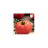 Tomate Brutus F1