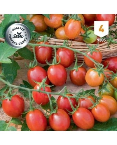 Tomate cerise coeur de pigeon apéro F1