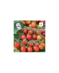 Tomate cerise coeur de pigeon apéro F1