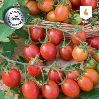 Tomate cerise coeur de pigeon apéro F1