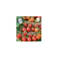 Tomate cerise coeur de pigeon apéro F1