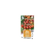 Tomate cerise coeur de pigeon apéro F1 (sachet)