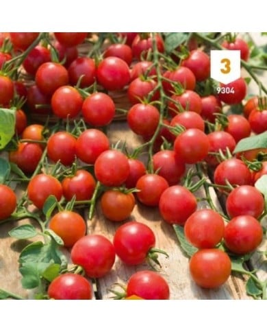 Tomate cerise sweet baby