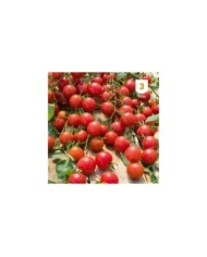 Tomate cerise sweet baby